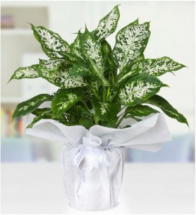 Dieffenbachia Camilla - Difenbahya